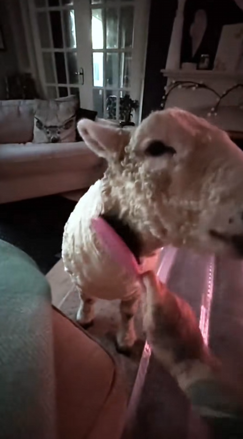 C2308011 We found sheep crying for help animals_part2