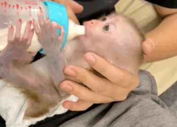 C2508001 Abandoned animal found on the edge of death_part2