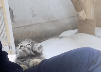 C2508002 A kind woman rescued an abandoned manul cub in the wild and then this_part2