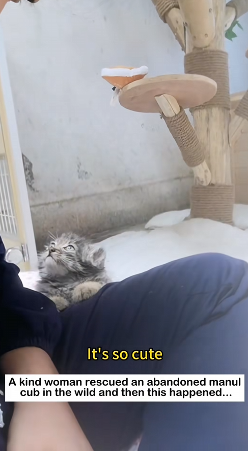 C2508002 A kind woman rescued an abandoned manul cub in the wild and then this_part2