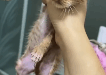 C2508003 cat covered in glue from head to toe rescue _part2