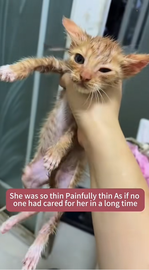 C2508003 cat covered in glue from head to toe rescue _part2