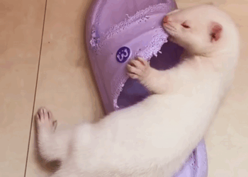 C2508004 found marten that had fallen into the mud and then_part2