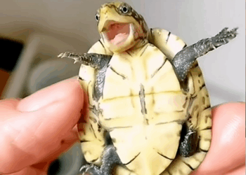 C2508005 Girl found baby turtle in her garden and adopted it _part2