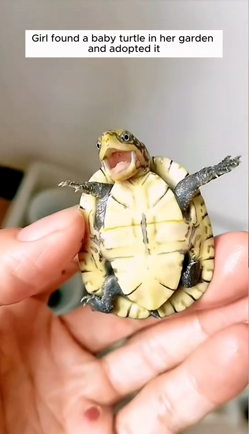 C2508005 Girl found baby turtle in her garden and adopted it _part2
