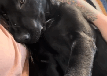 C2508006 Man rescued a drowning puppy and took it home to care _part2