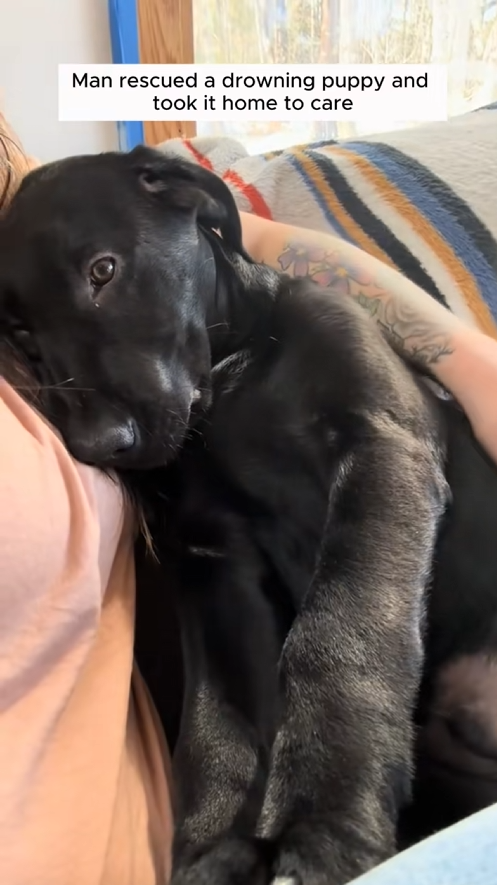 C2508006 Man rescued a drowning puppy and took it home to care _part2