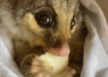 C2508007 Man rescued poor possum trapped in soccer net and then _part2