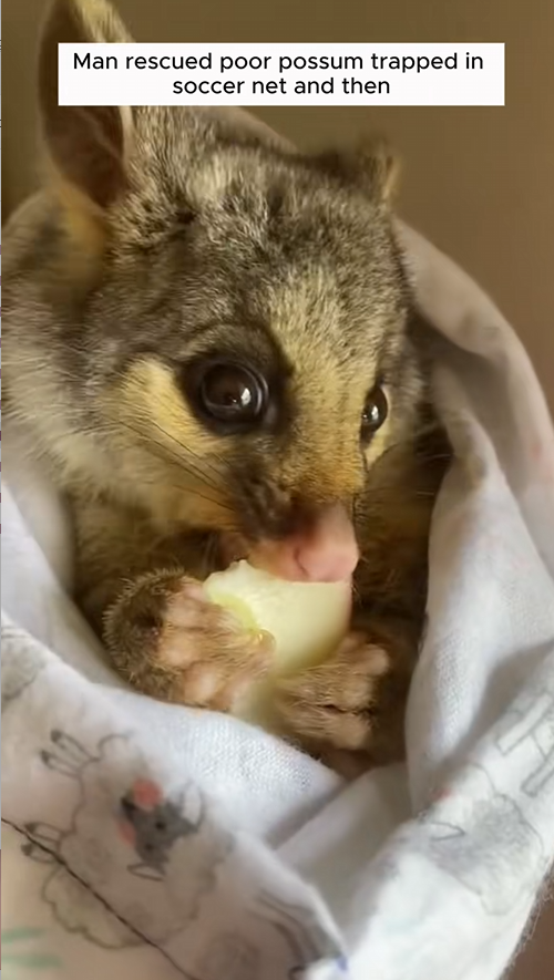 C2508007 Man rescued poor possum trapped in soccer net and then _part2