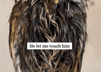 C2508008 Rescue a poor owl and then _part2