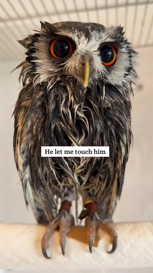 C2508008 Rescue a poor owl and then _part2