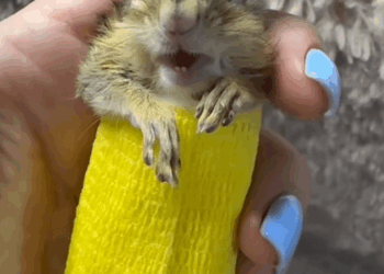 C2508009 Save this chipmunk tangled in the net chipmunk rescue_part2