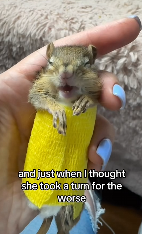 C2508009 Save this chipmunk tangled in the net chipmunk rescue_part2