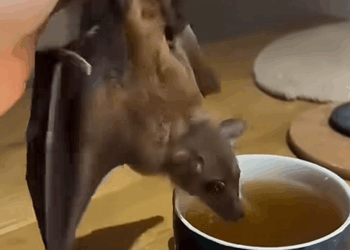 C2508010 Saved fruit bat from almost being washed down the drain. r_part2