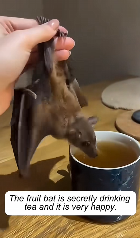 C2508010 Saved fruit bat from almost being washed down the drain. r_part2