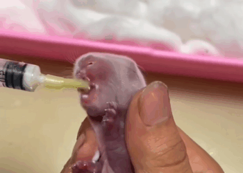 C2608001 I saw a tiny thing in the yard and then rescue_part2