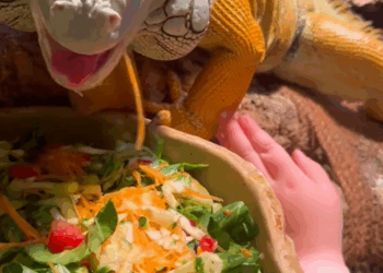 C2608002 My dog caught a lizard so I had to adopt it and then _part2