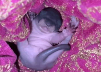 C2608003 My dog found little thing in the yard and then rescue animal _part2