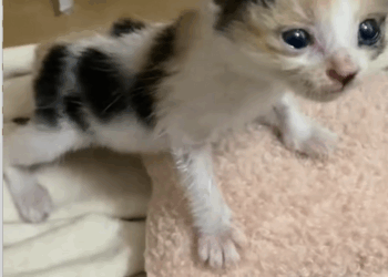 C2608004 Rescue a cat that was abandoned right after its birth and then _part2