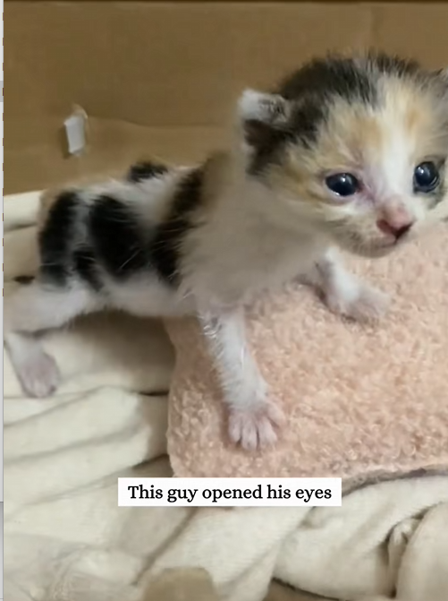 C2608004 Rescue a cat that was abandoned right after its birth and then _part2