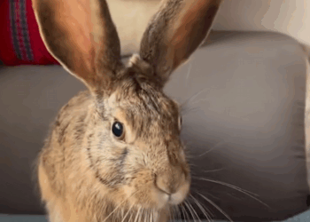 C2608005 Rescue a drowning rabbit and then _part2