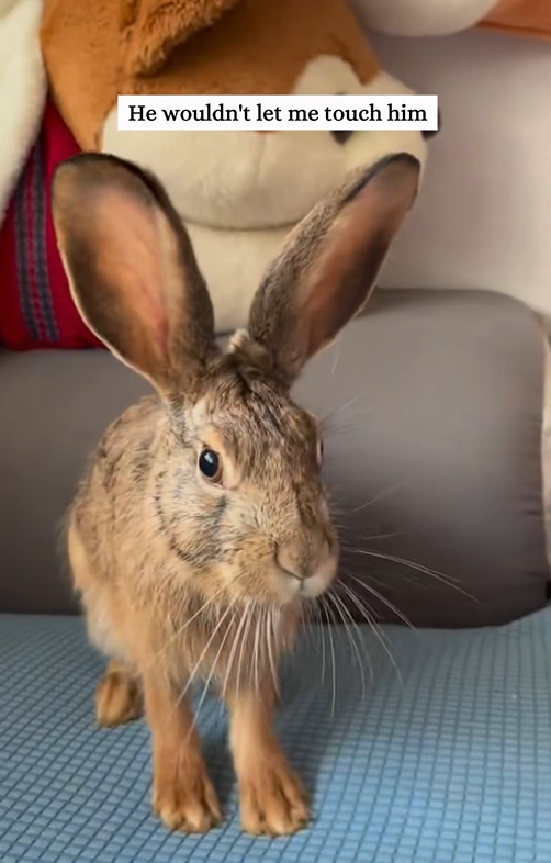 C2608005 Rescue a drowning rabbit and then _part2
