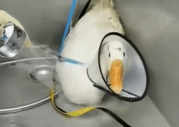 C2608006 Rescue a white swan that is stuck by a branch and then_part2