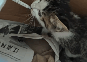 C2608007 Rescue an abandoned cat on rainy day rescue _part2