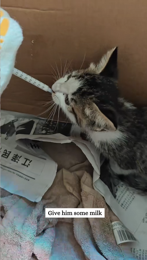 C2608007 Rescue an abandoned cat on rainy day rescue _part2