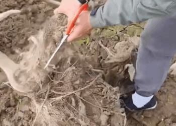 C2608008 Rescue an elk with its antlers entangled and then_part2