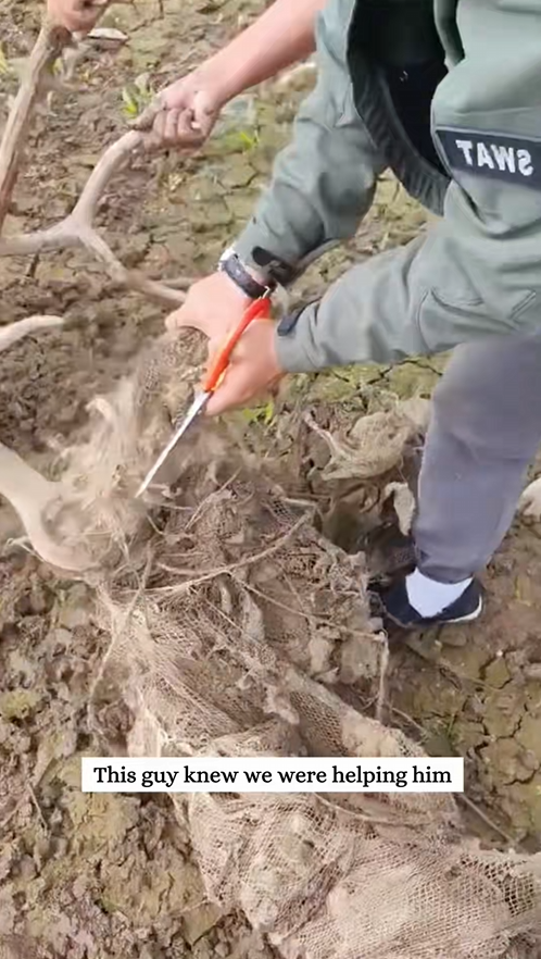 C2608008 Rescue an elk with its antlers entangled and then_part2
