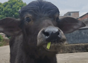 C2608009 Rescue baby buffalo washed away by floodwater and then._part2