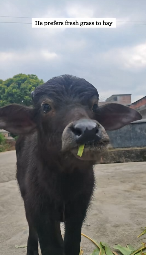 C2608009 Rescue baby buffalo washed away by floodwater and then._part2