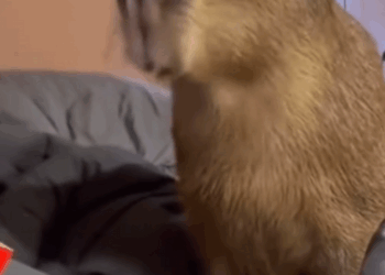 C2608010 Rescue capybara that fell into the sewer and then rescue_part2