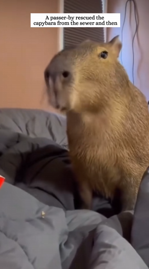 C2608010 Rescue capybara that fell into the sewer and then rescue_part2