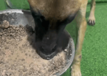 C2608011 Rescue dog that survives by eating dung rescue_part2