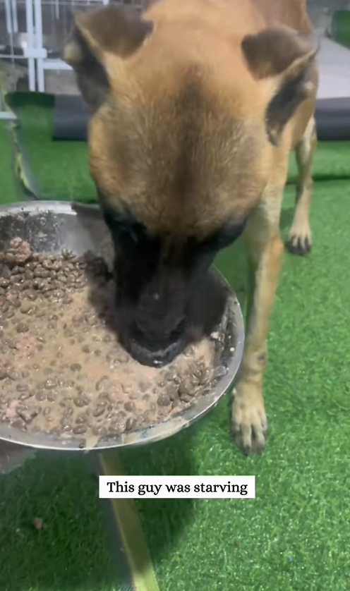 C2608011 Rescue dog that survives by eating dung rescue_part2
