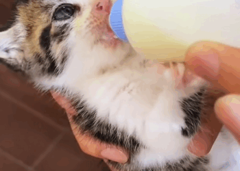 C2608012 saw cat perched precariously on top of very high window sill _part2