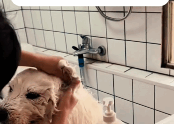 C2708001 Stray animal discovered half alive in pain_part2