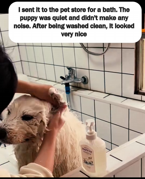 C2708001 Stray animal discovered half alive in pain_part2