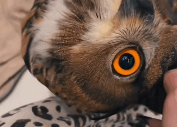 C2708002 A kind family rescued an owl stuck in the mud and then this happened_part2