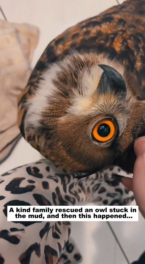 C2708002 A kind family rescued an owl stuck in the mud and then this happened_part2