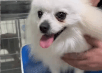 C2708003 After the storm met this resilient little dog and want to give _part2