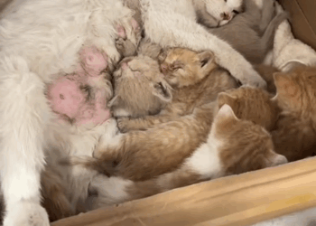 C2708004 From earthquake survivor to proud cat mom-thats the power of second_part2