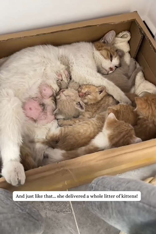 C2708004 From earthquake survivor to proud cat mom-thats the power of second_part2