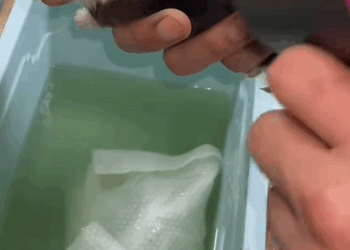 C2708005 I found a newborn puppy on the road and its umbilical cord hadnt be_part2