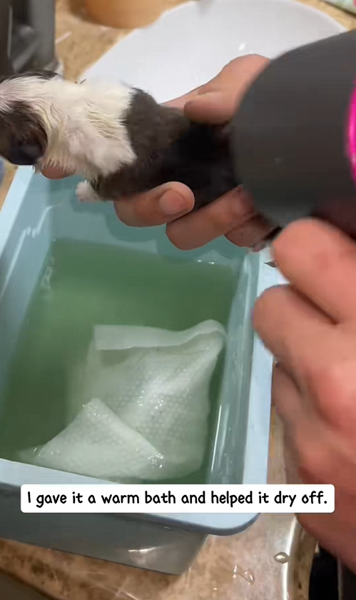 C2708005 I found a newborn puppy on the road and its umbilical cord hadnt be_part2