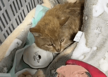 C2708006 I helped a cat mother give birth smoothly_part2