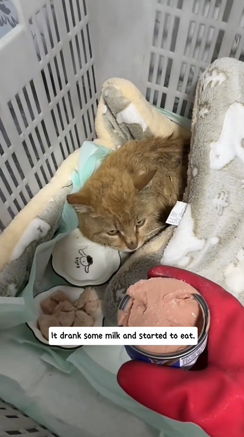 C2708006 I helped a cat mother give birth smoothly_part2