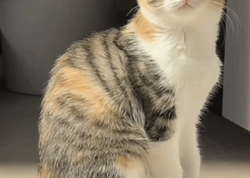 C2708007 I rescued a cat covered in black oil and its true appearance is very_part2